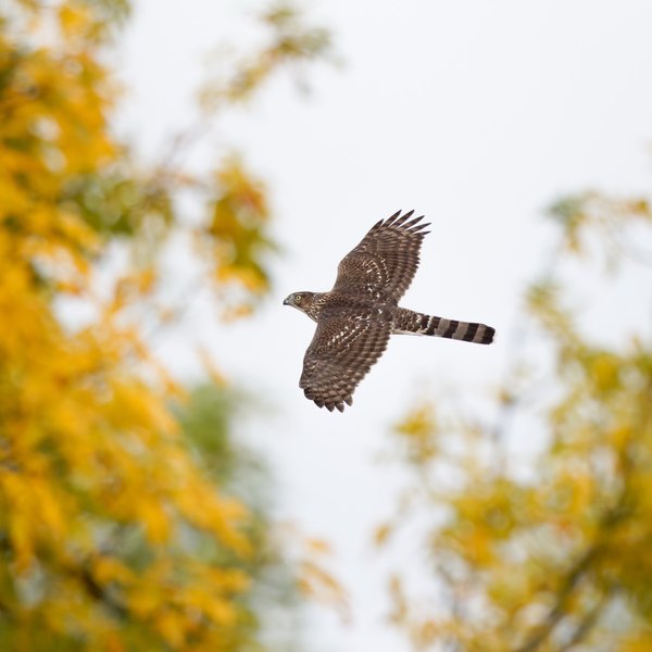 Cooper's Hawk