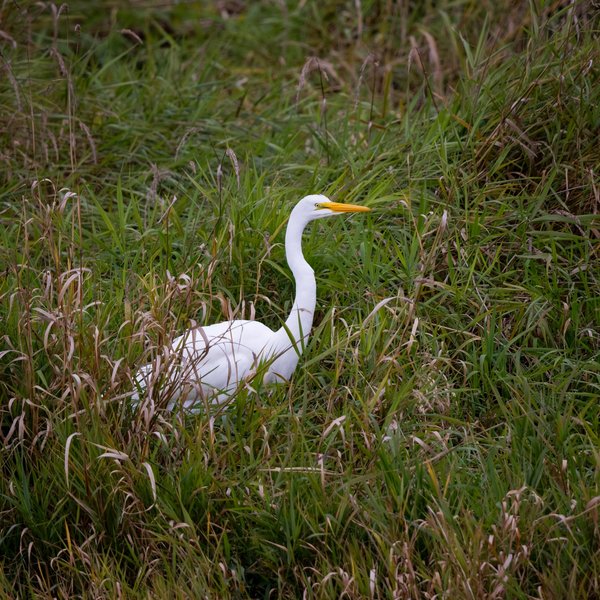 Great Egret