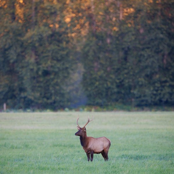 Elk