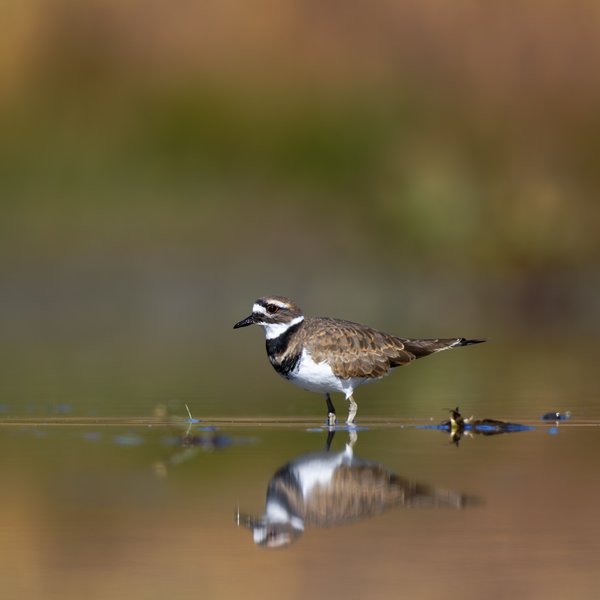 Killdeer