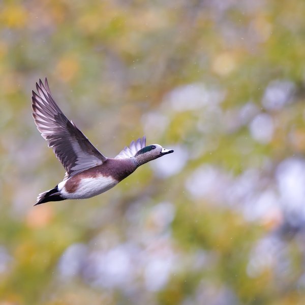 American Wigeon