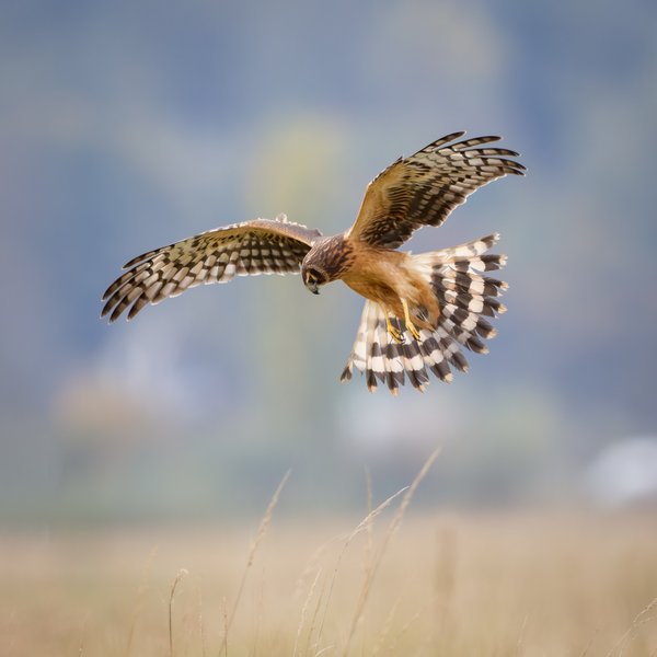 Northern Harrier