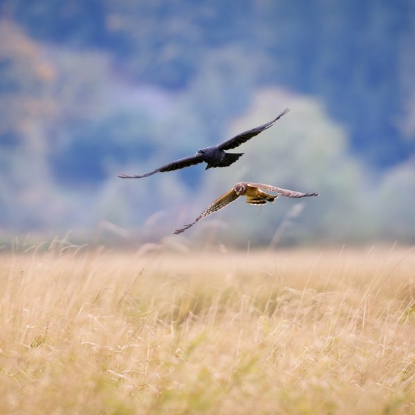 Harrier & Raven