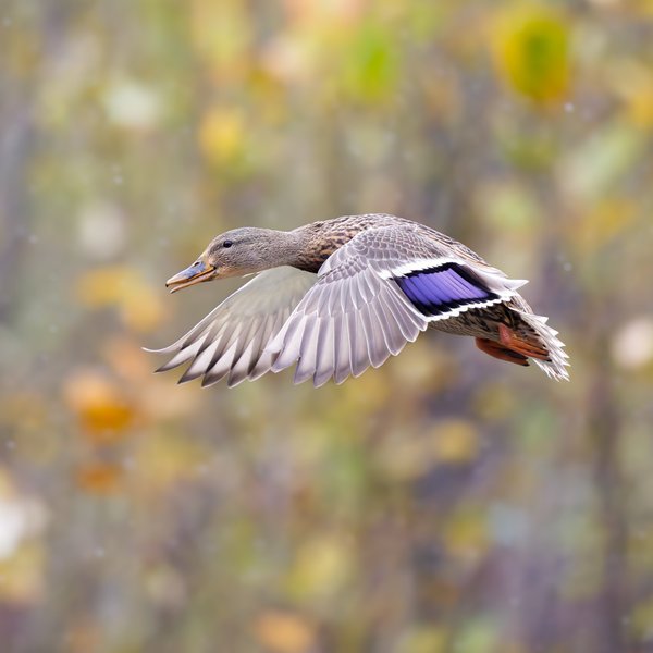 Mallard
