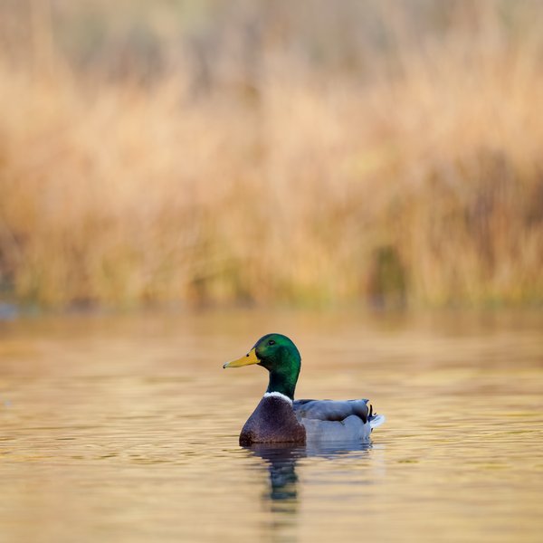 Mallard