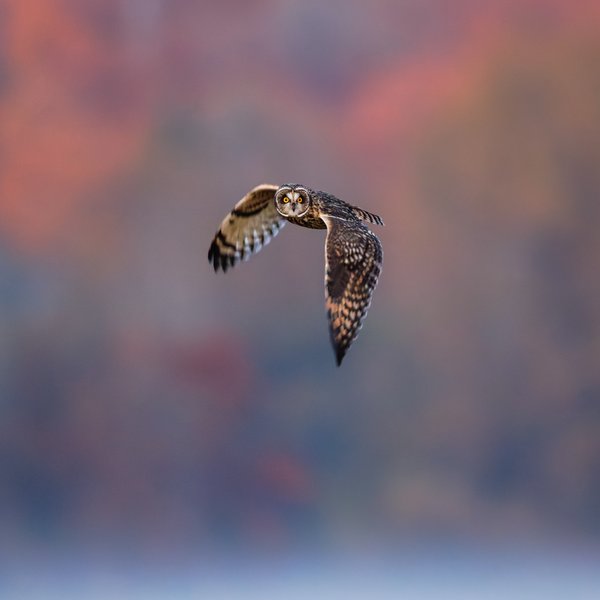 Short-eared Owl