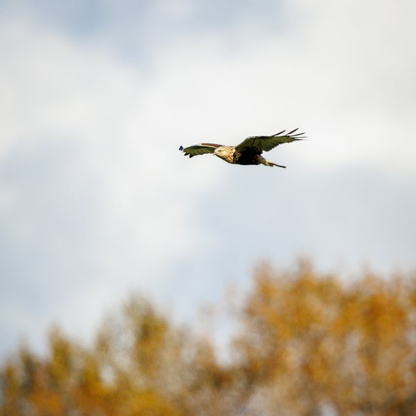 Rough-legged Hawk