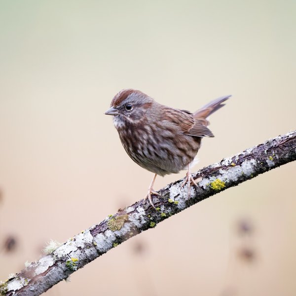 Song Sparrow