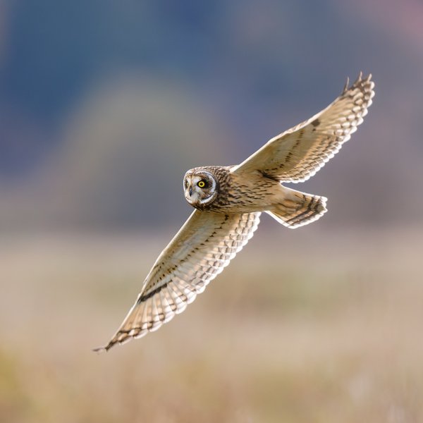 Short-eared Owl
