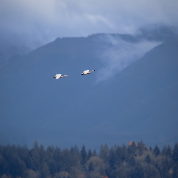 Trumpeter Swans