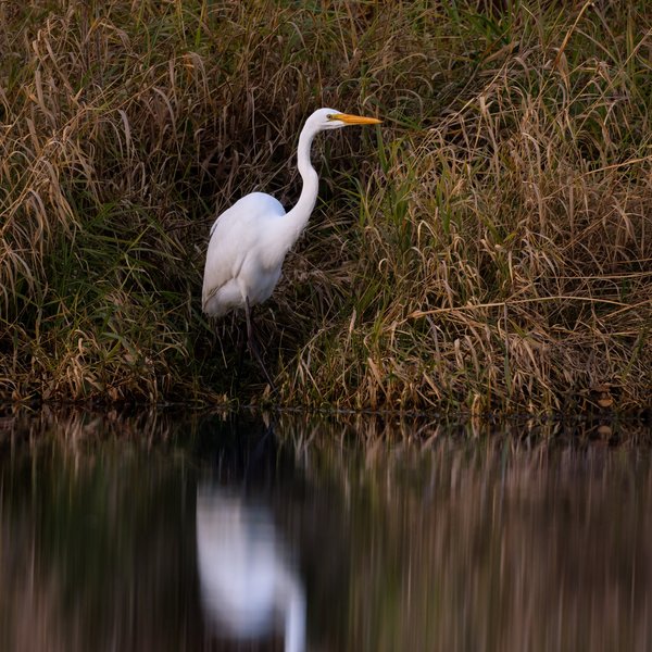 Great Egret