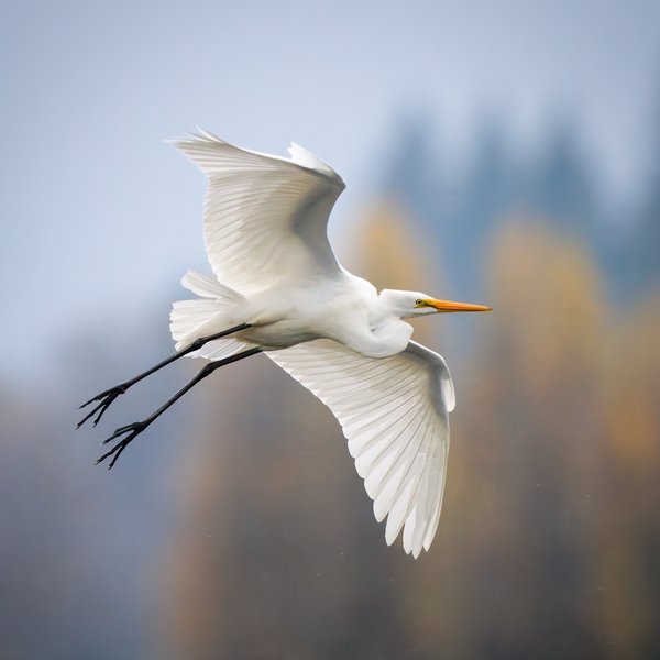 Great Egret
