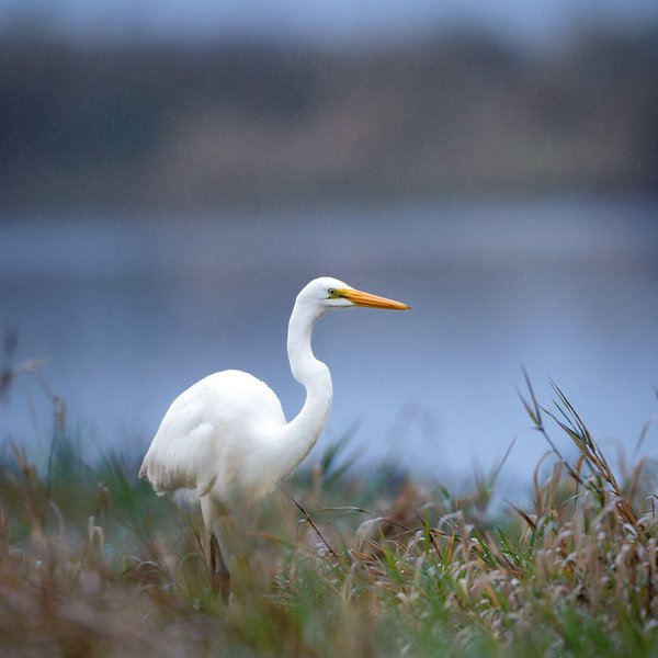 Great Egret