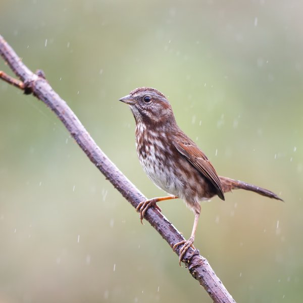 Song Sparrow