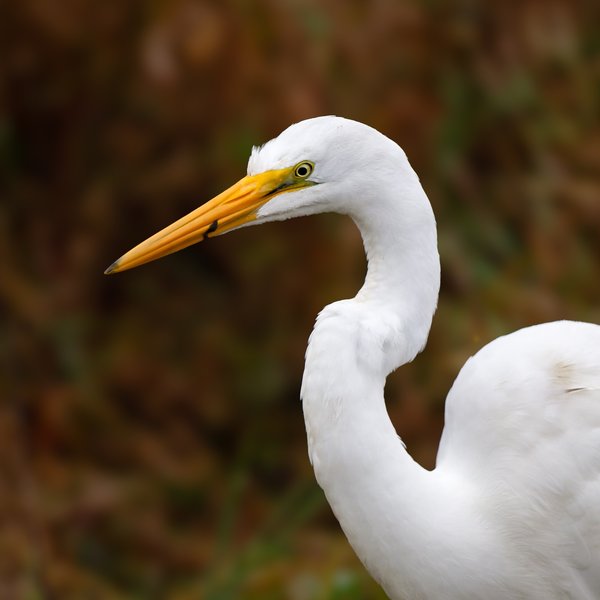 Great Egret