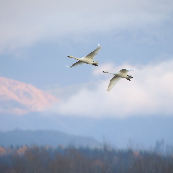 Trumpeter Swans