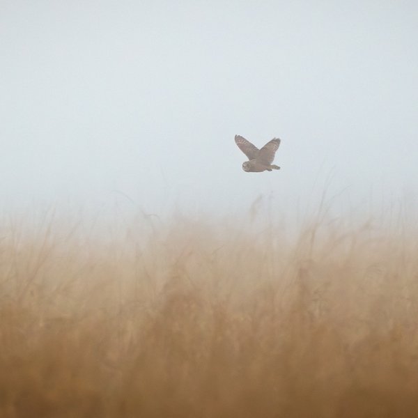 Short-eared Owl