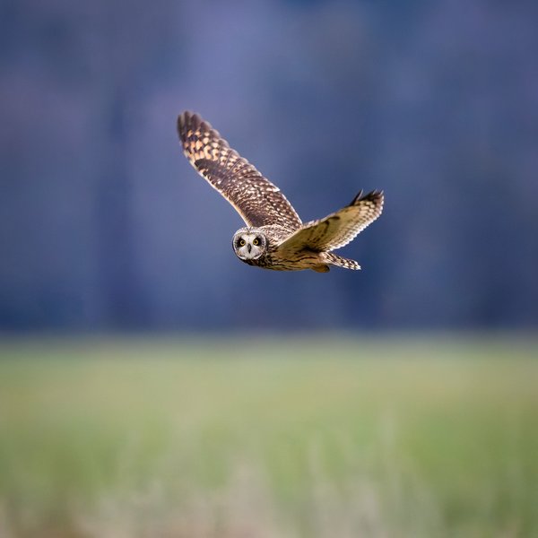 Short-eared Owl