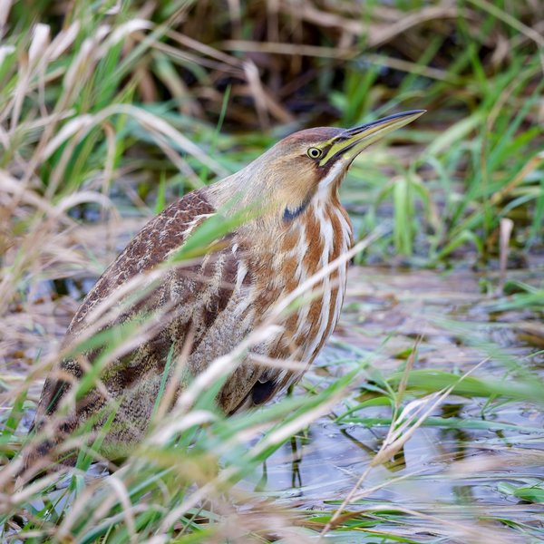 American Bittern