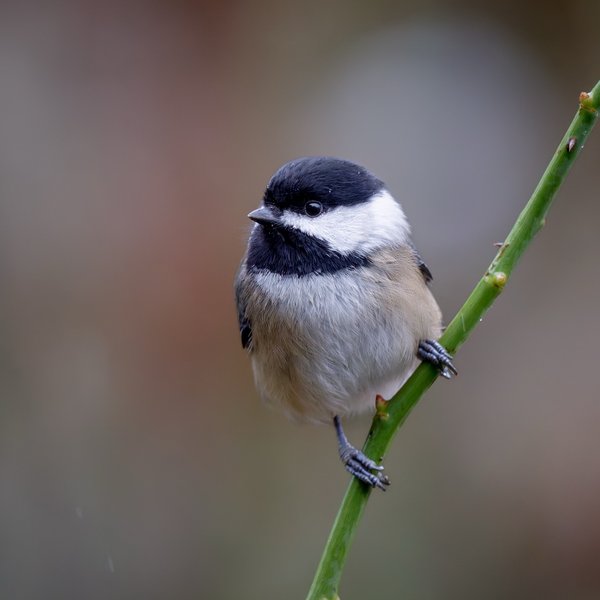Black-capped Chickadee