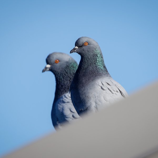 Rock Pigeons