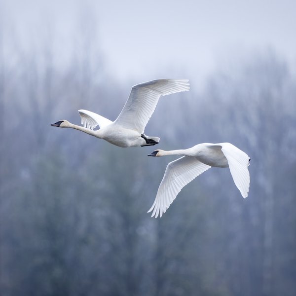 Trumpeter Swans