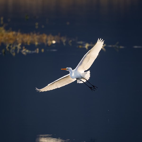 Great Egret