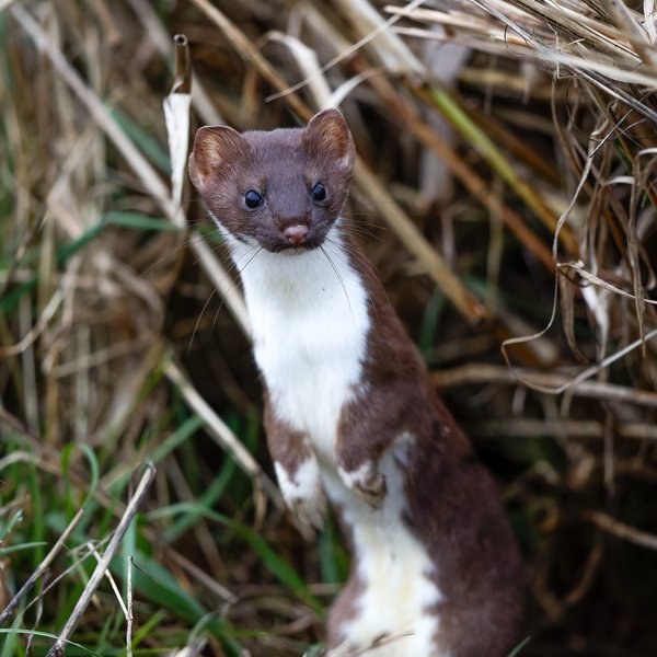 Long-tailed Weasel