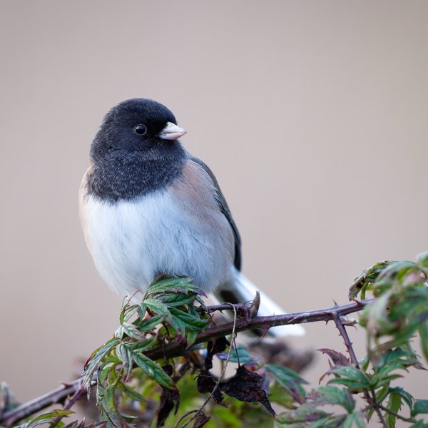 Dark-eyed Junco