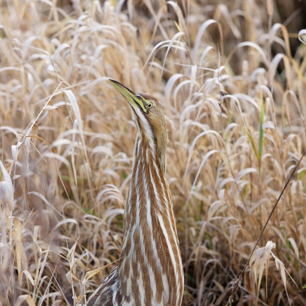 American Bittern