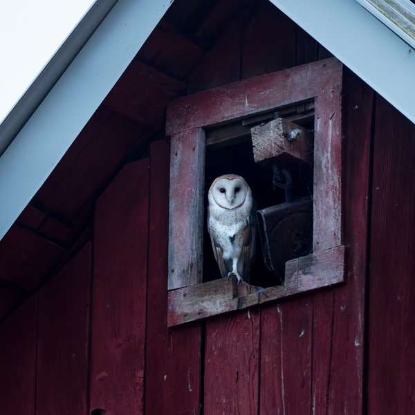 American Barn Owl
