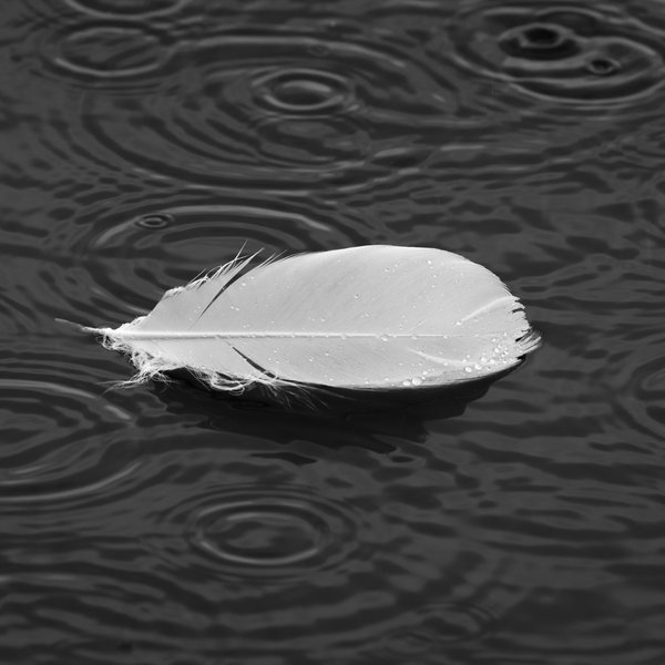 Swan Feather