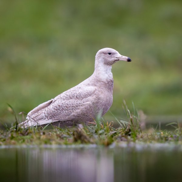 Glaucous Gull