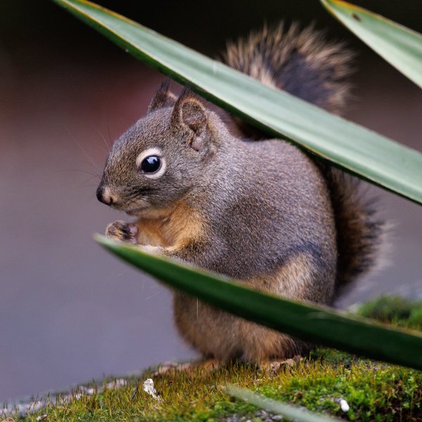 Douglas Squirrel