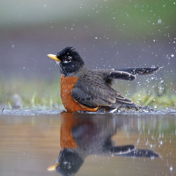 American Robin