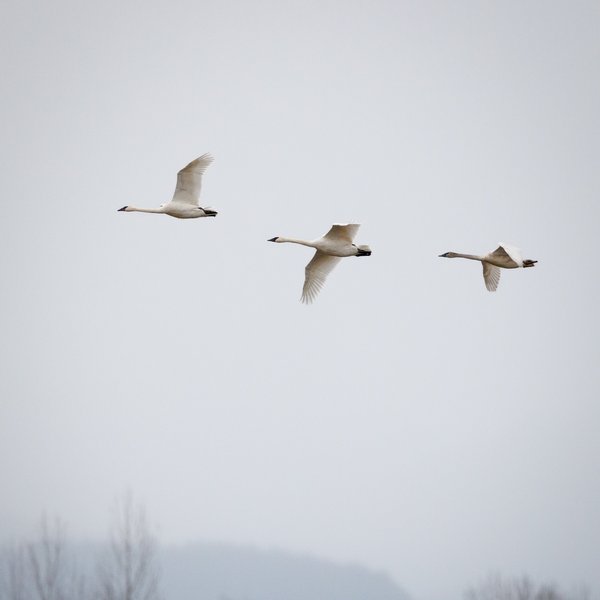Trumpeter Swans