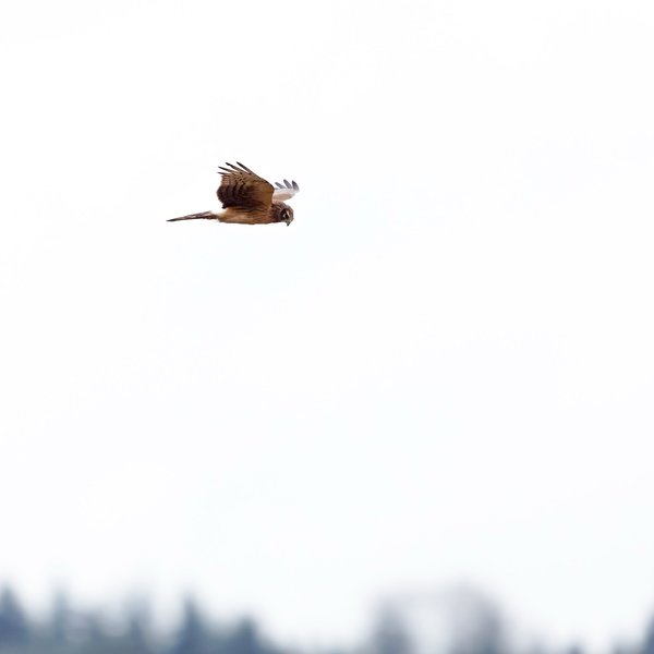 Northern Harrier