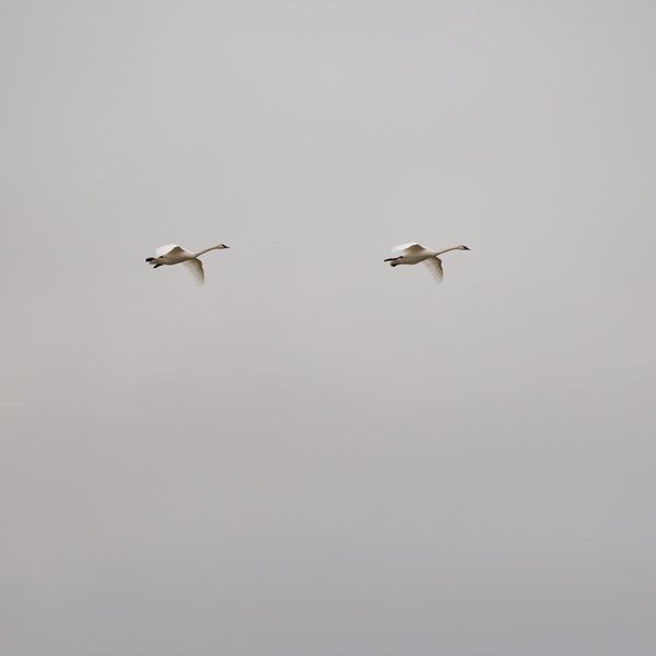 Trumpeter Swans