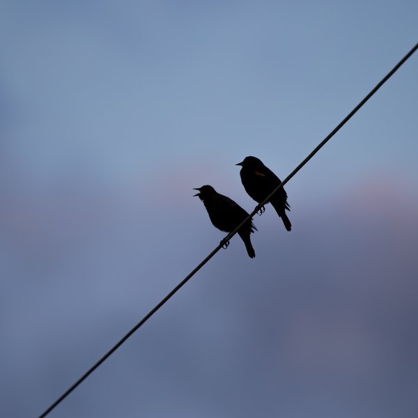 Red-winged Blackbirds
