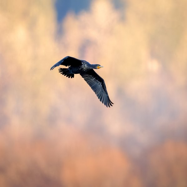 Double-crested Cormorant
