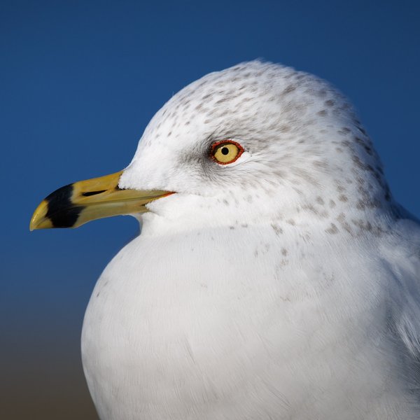 Ring-billed Gull
