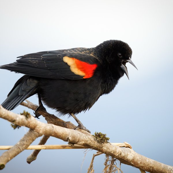 Red-winged Blackbird