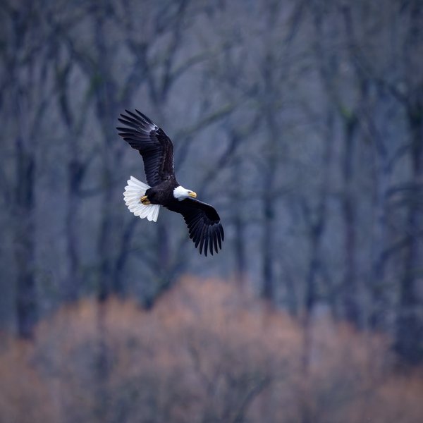 Bald Eagle