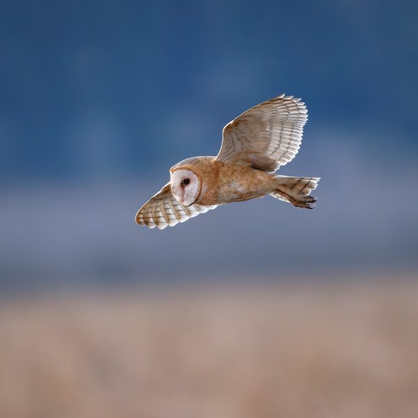 American Barn Owl