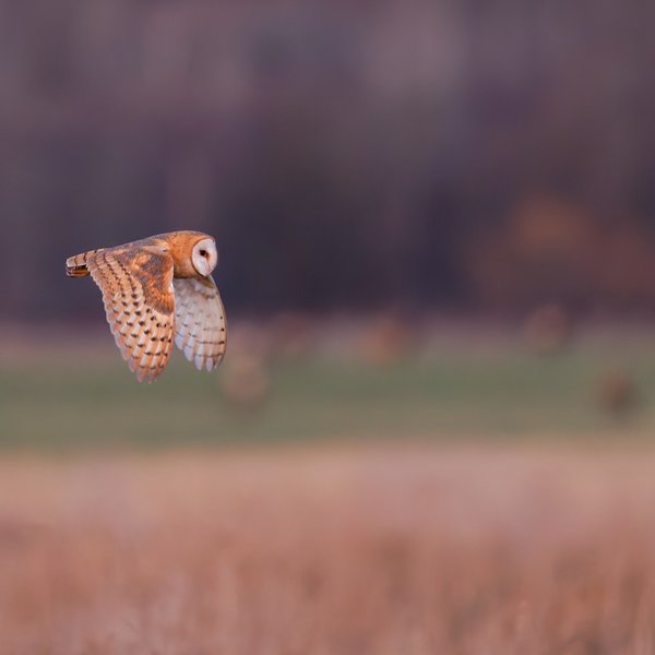 American Barn Owl