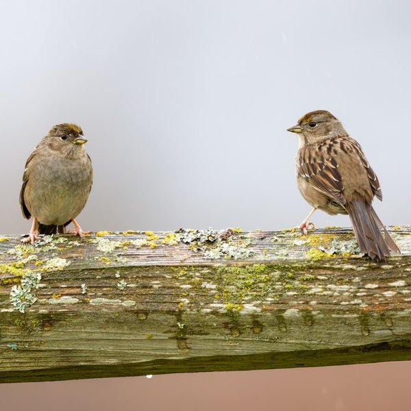 Golden-crowned Sparrow