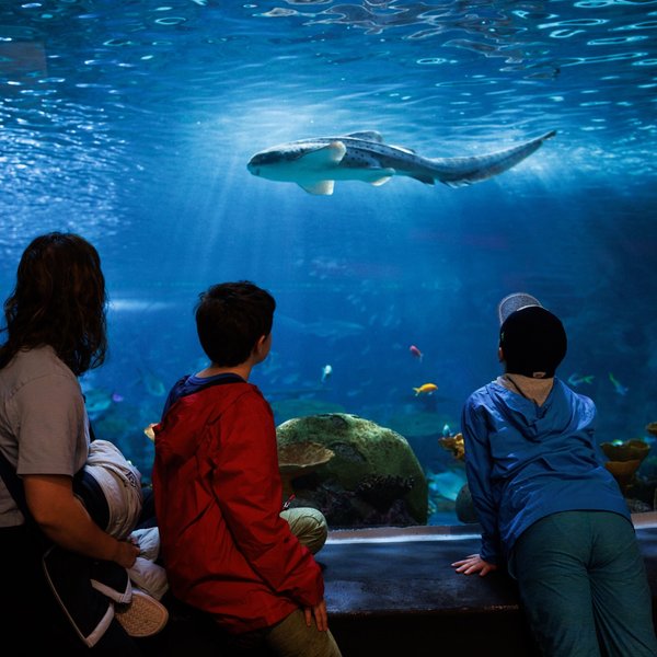 Seattle Aquarium (Day 1500)