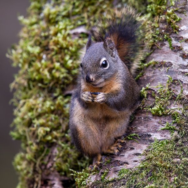 Douglas Squirrel
