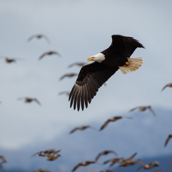 Bald Eagle