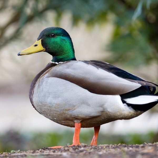 Mallard